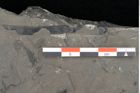 Foto (Detailansicht) von Dictyophyllum obtusilobum Sch. (NHMW-GEO-2024-0188-10505)